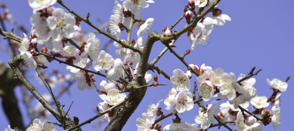 2015年3月 日岡山公園の梅林